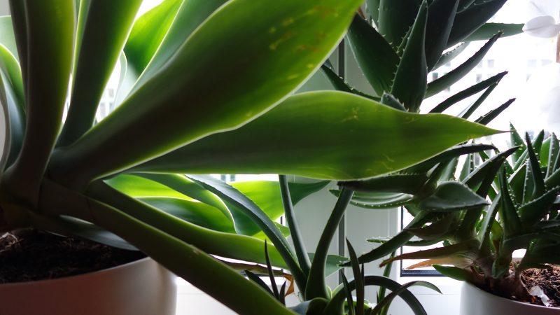 Here are the best office plants for a happier, more productive you