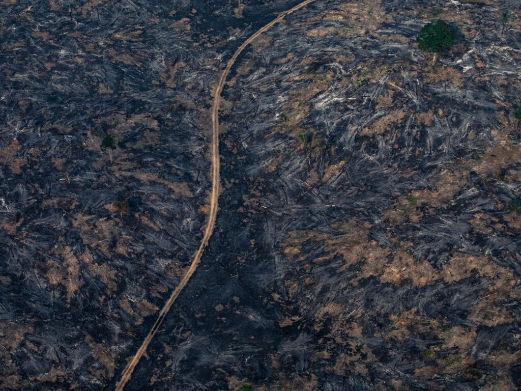 Who’s Burning the Amazon? Rampant Capitalism