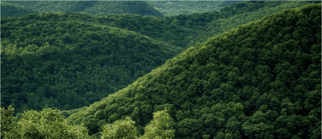 Here’s how rewilding could save the climate and your pension