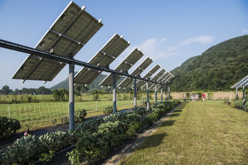 Crops under solar panels can be a win-win