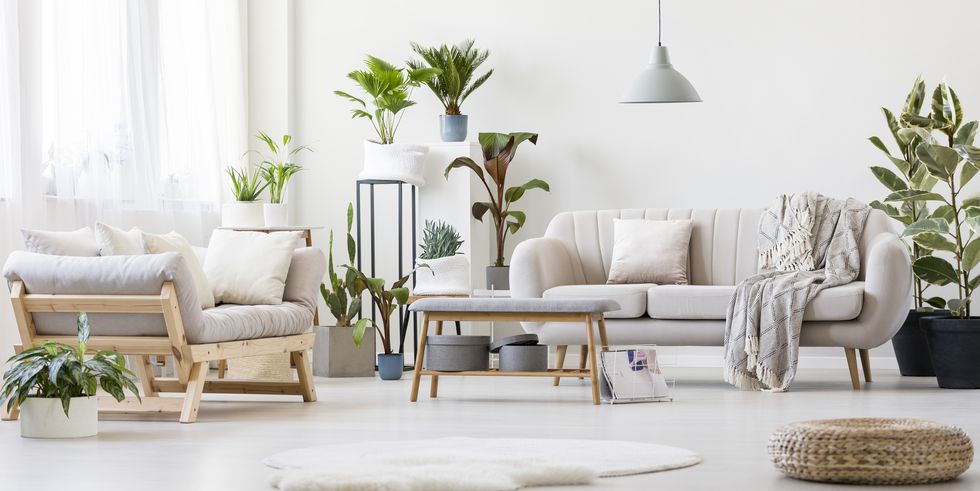 12 Houseplants That Purify Your Home’s Air