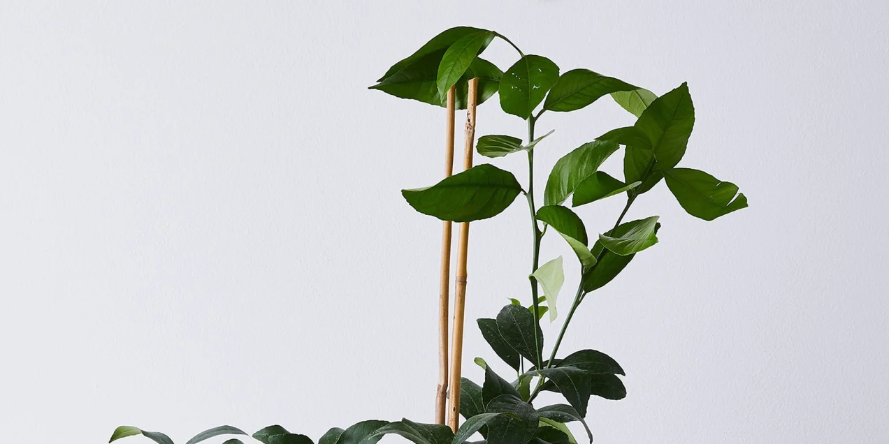 9 Types of Indoor Fruit Trees You Can Grow in Your Living Room