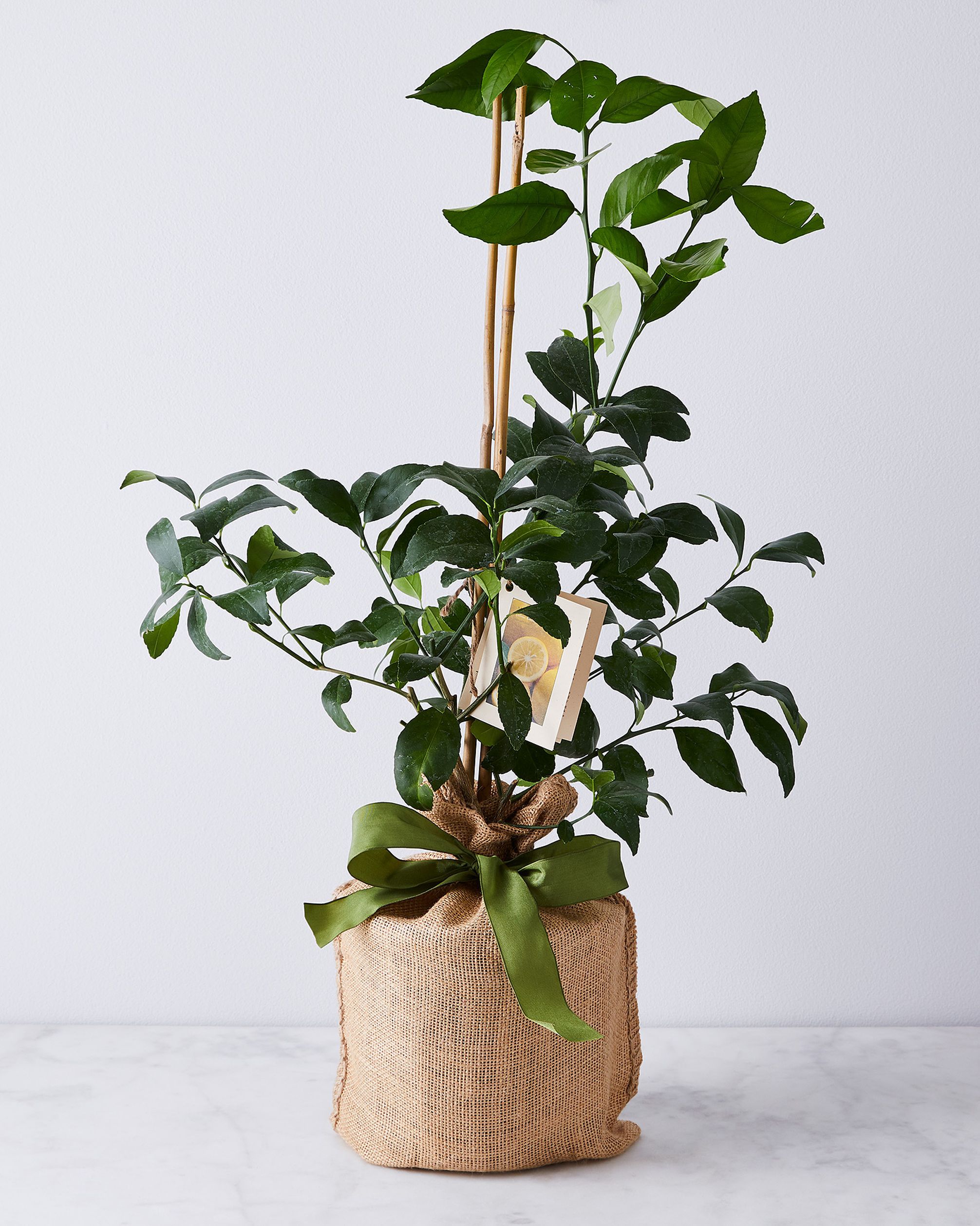 9 Types of Indoor Fruit Trees You Can Grow in Your Living Room