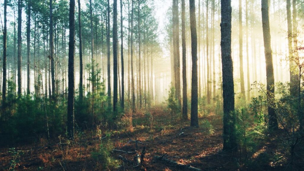 Map: Here’s where we could plant 68 billion trees in the U.S.