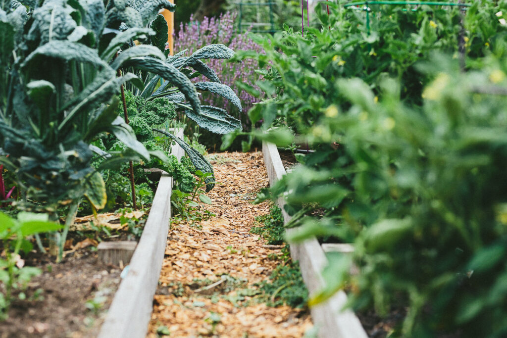 How to Start a No Dig Garden