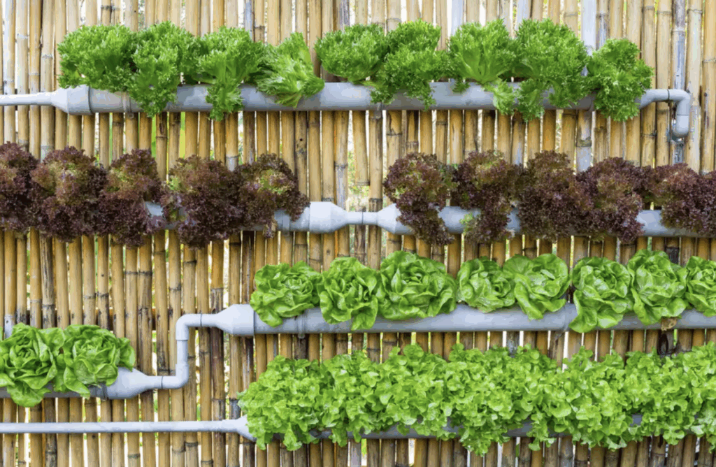 How to Build a Hydroponic Garden