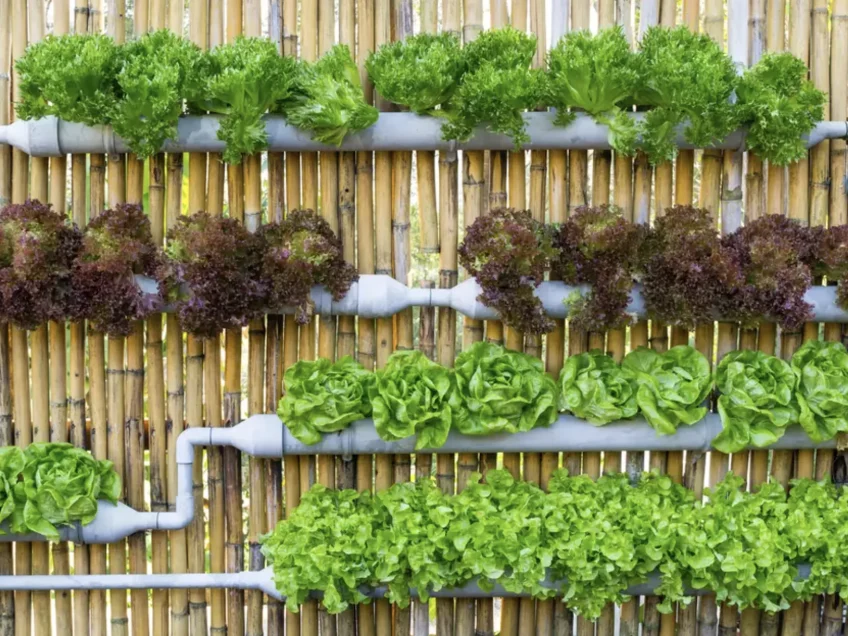 How to Build a Hydroponic Garden