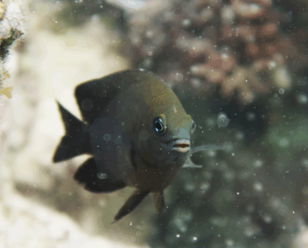 Farmer fish become first animal found domesticating another species