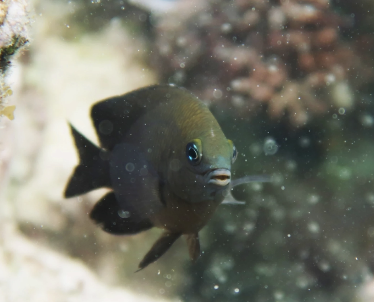 Farmer fish become first animal found domesticating another species
