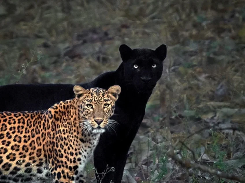 Photographer Waits 6 Days to Capture Perfect Moment Between Big Cat Couple