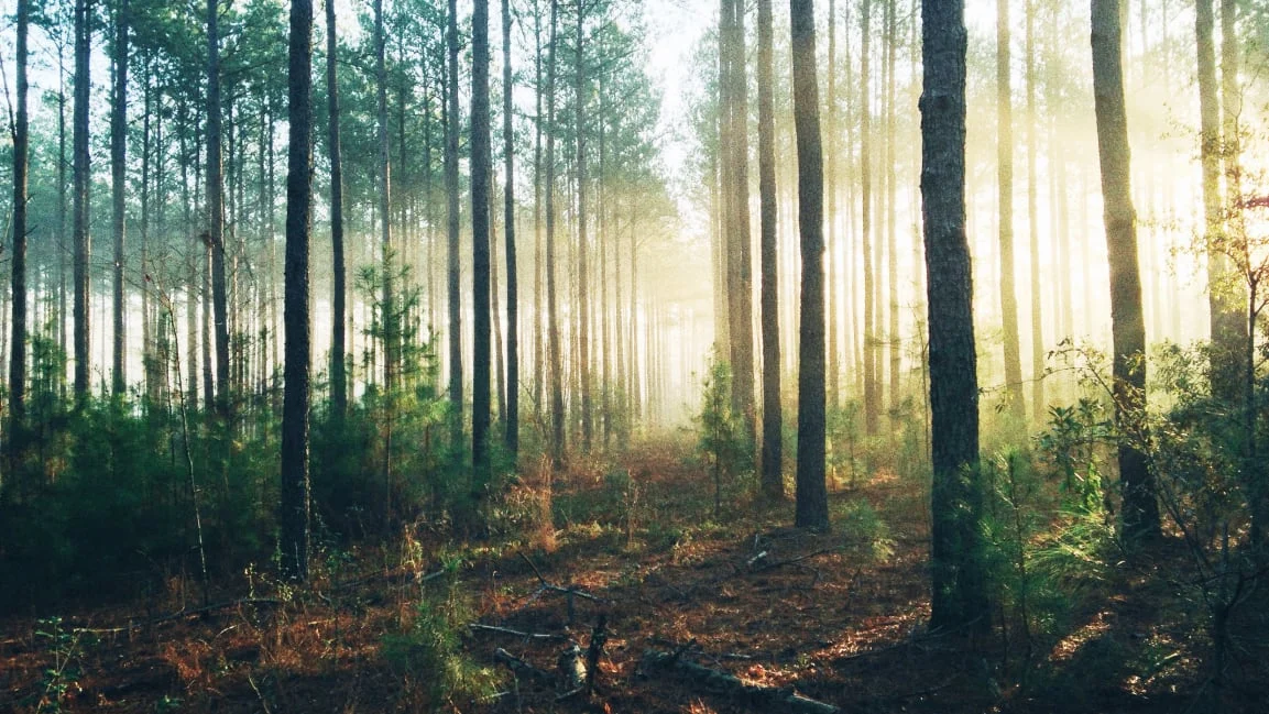 Map: Here’s where we could plant 68 billion trees in the U.S.