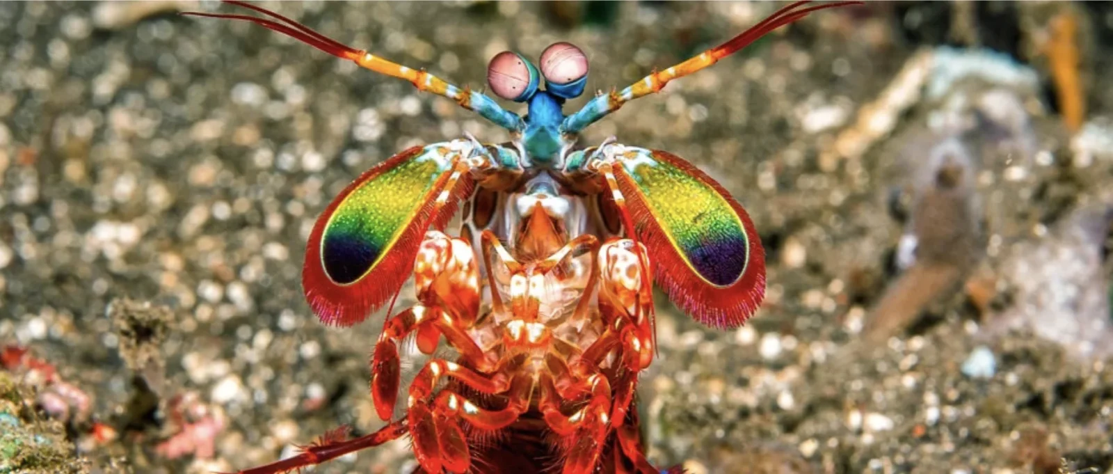 Meet the mantis shrimp, your new favourite animal