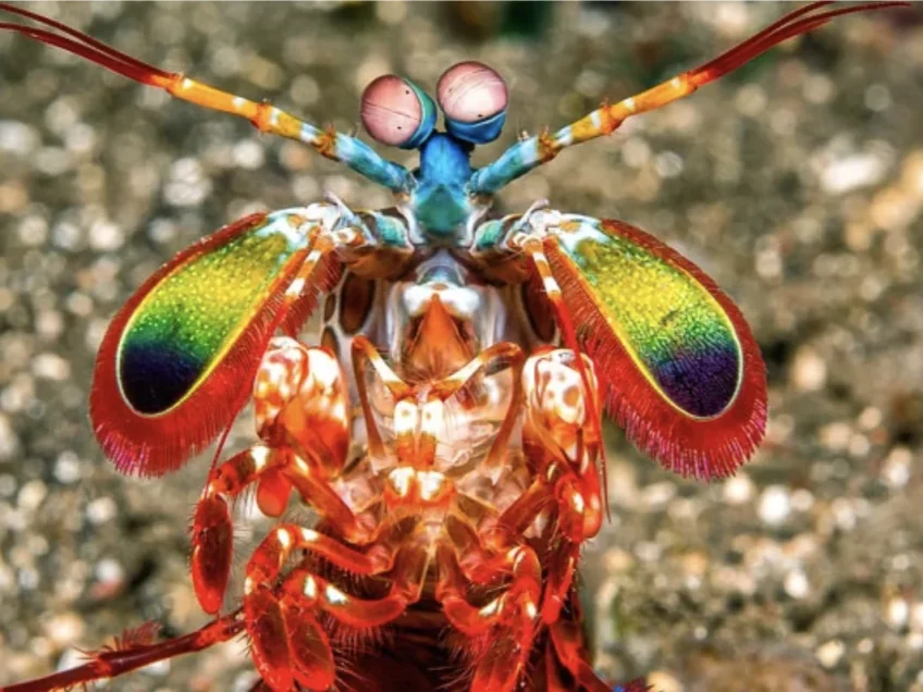 Meet the mantis shrimp, your new favourite animal