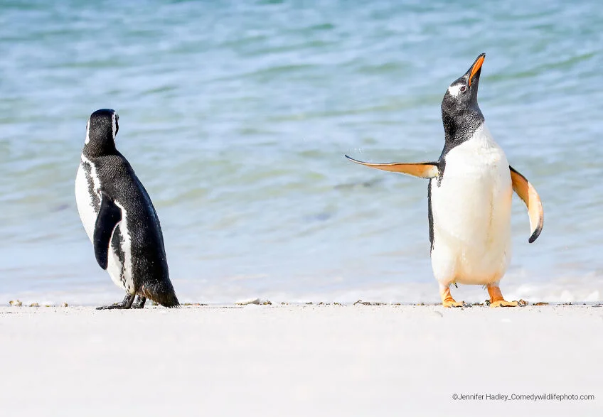 The Finalists Of The 2022 Comedy Wildlife Photography Awards Have Been Announced, And They Might Crack You Up