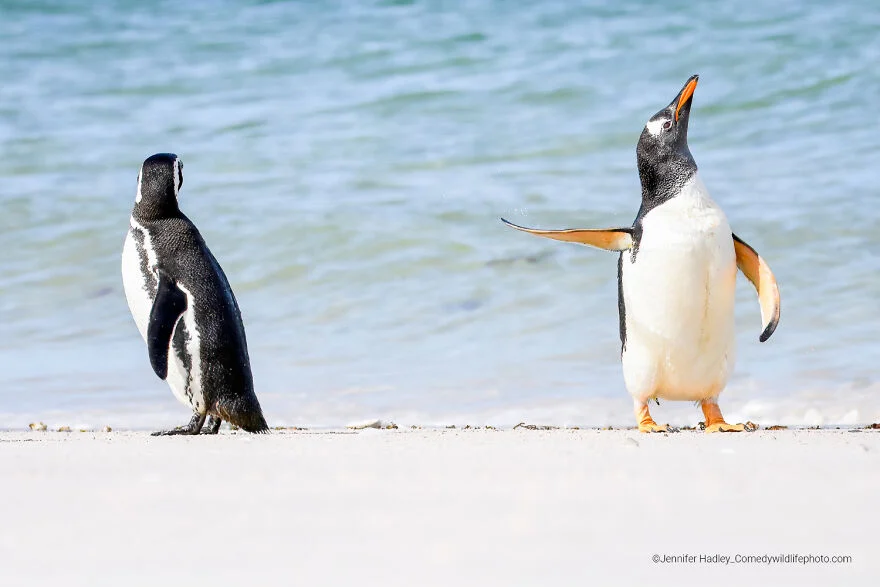 The Finalists Of The 2022 Comedy Wildlife Photography Awards Have Been Announced, And They Might Crack You Up