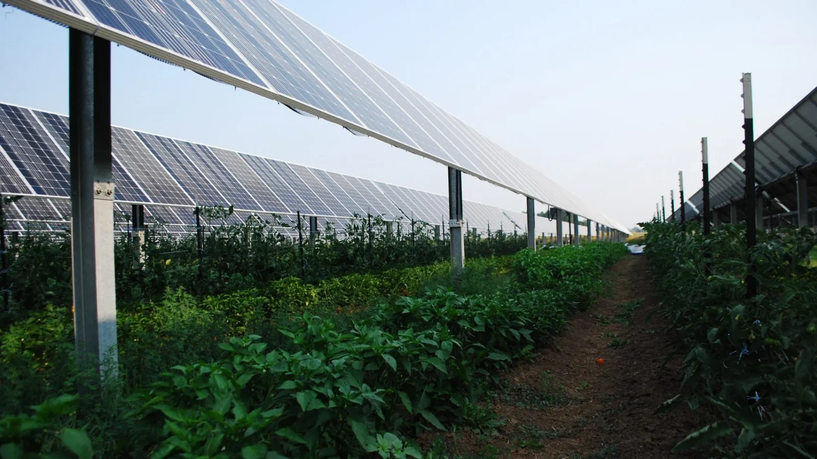 Agrivoltaic solar farms offer “shocking” benefits beyond producing energy￼