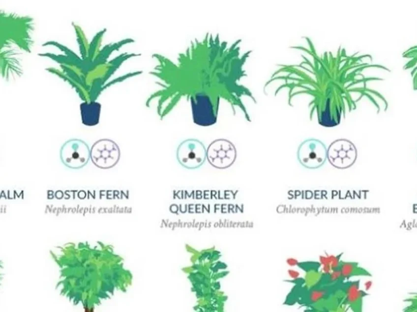 NASA says these are the best plants to filter the air in your home￼