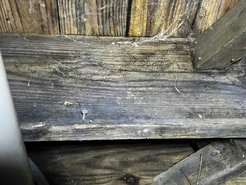 Is this mold in my crawlspace bad?