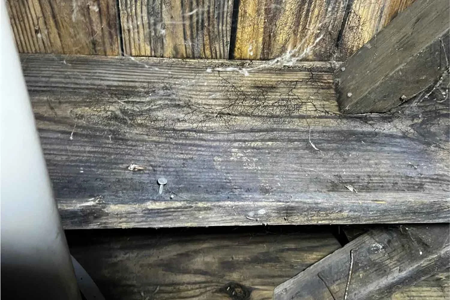 Is this mold in my crawlspace bad?